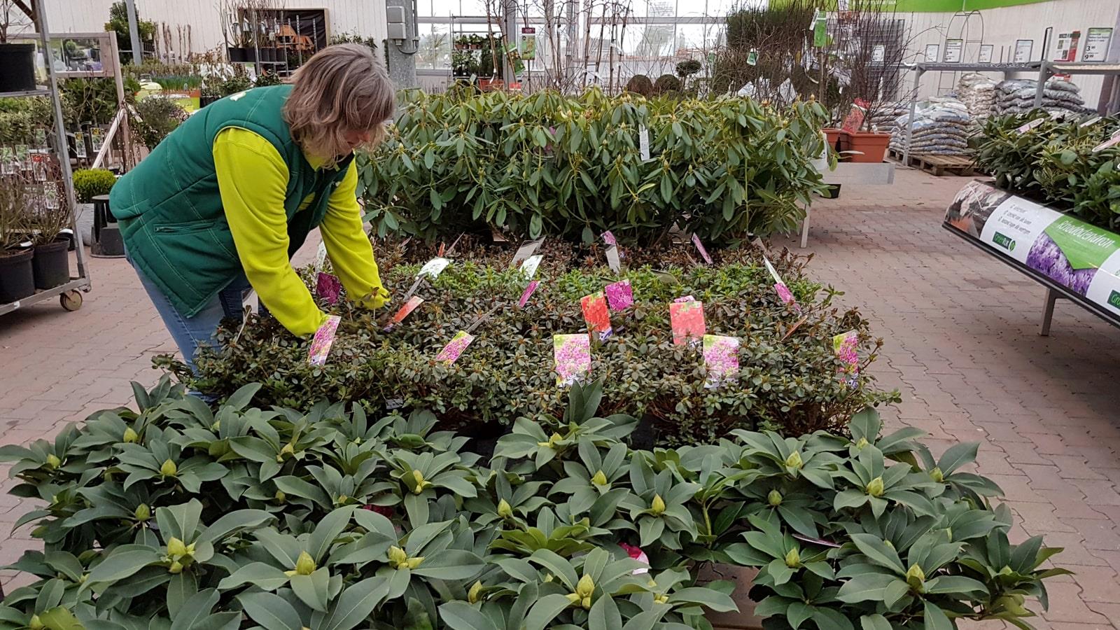 Une femme recherche des plantes dans les serres d’une jardinerie Groenrijk